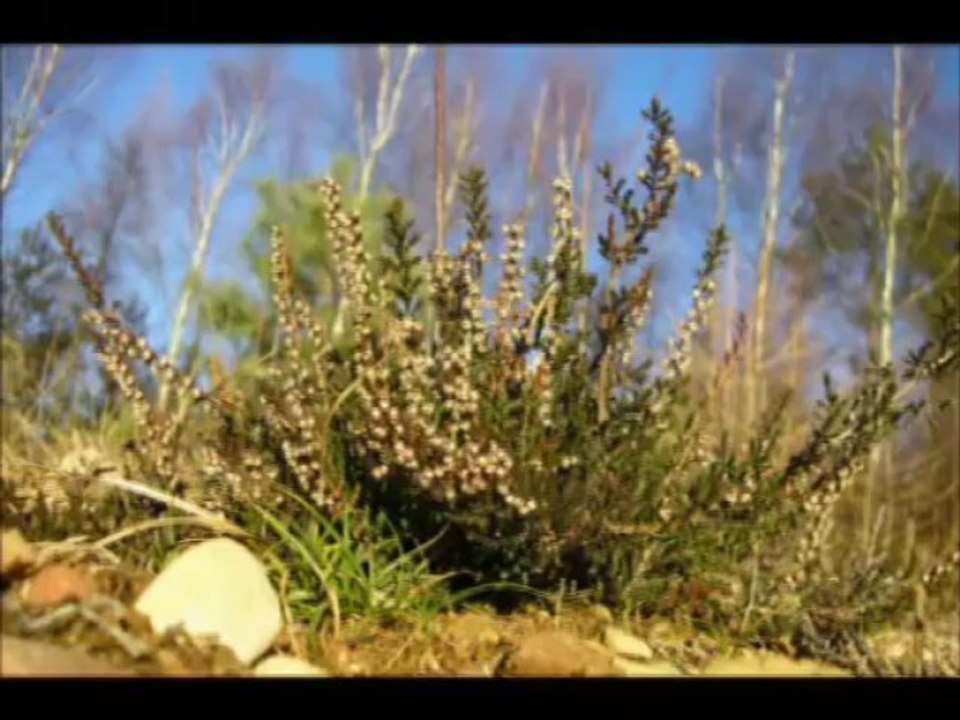 SVART KAFFE - Fransk Rost - Swedish Folk Music