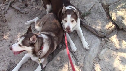 Kyzak and Rydik exploring Colorado Springs, Co. - Learn to Do Video Marketing.