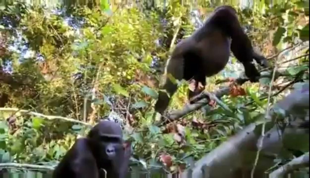 Man reunites with Gorilla he raised as his son  VIDEO