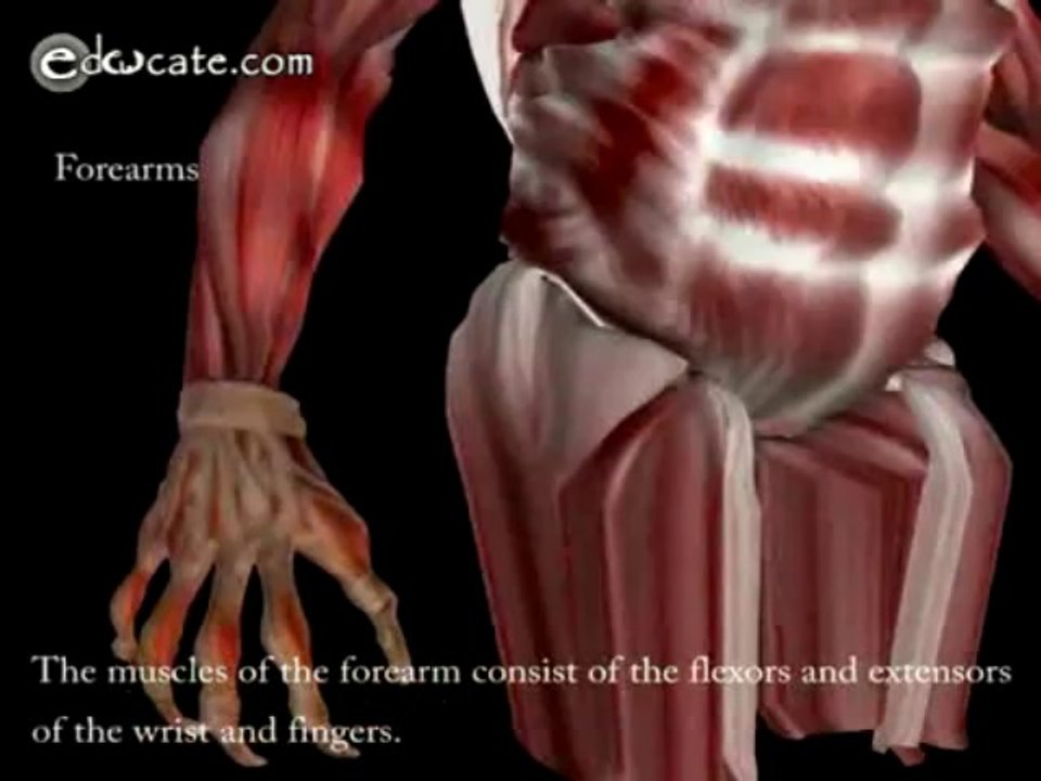 Human Anatomy - Arm