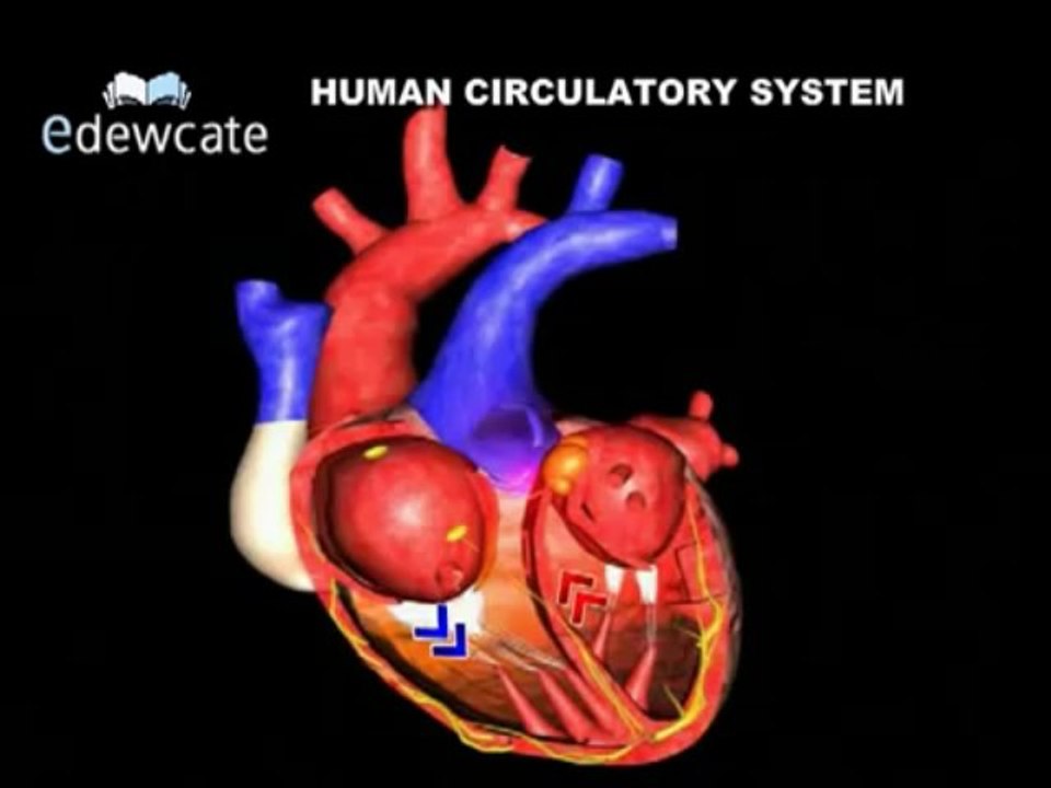 Human Anatomy - Heart circulatory system
