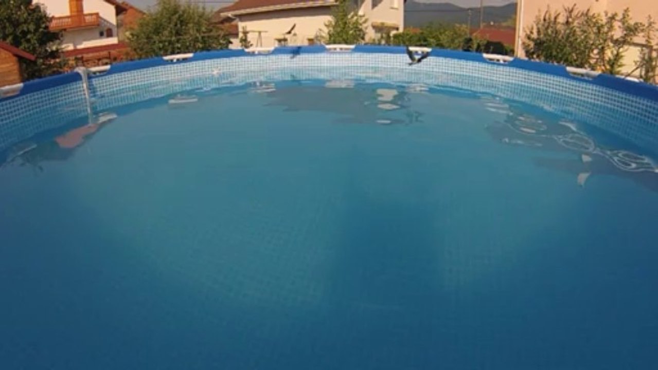 hirondelles qui viennent se rafraîchir et boire dans la piscine