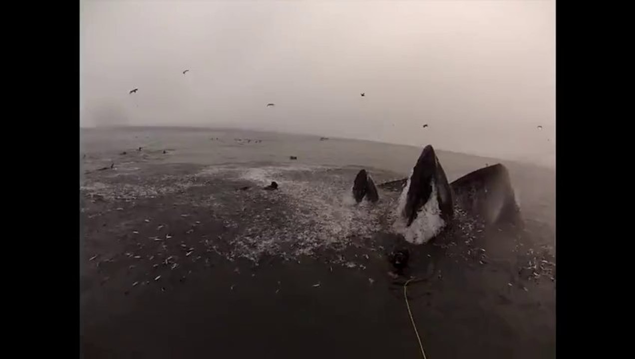 Whales almost eat Divers [HD]