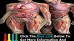 Human Anatomy Study Course + Human Anatomy Physiology Course Chicago