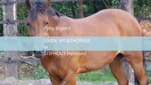 Pony promotie