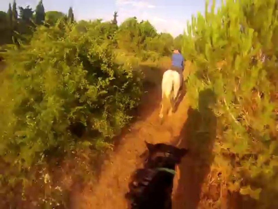 galop du 11