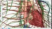 Best 3D Human Anatomy Software For biology students.