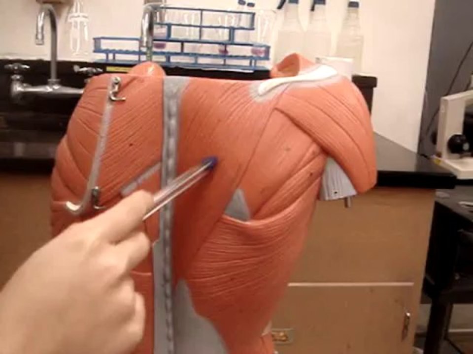 Human Anatomy 361 Muscle - Body