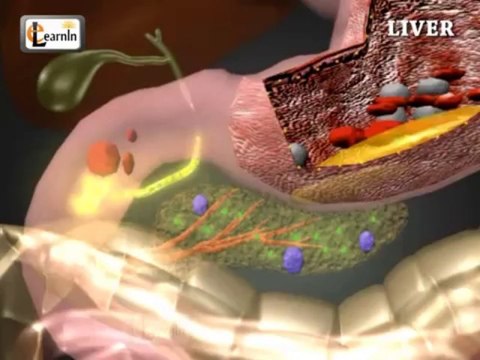 Liver anatomy and function | Human Anatomy and Physiology video 3D animation | elearnin