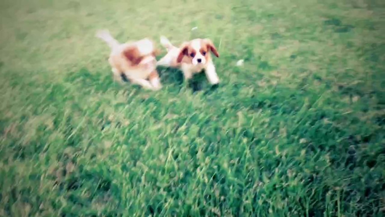 Satilik Cavalier King Charles Yavrulari 05333974577