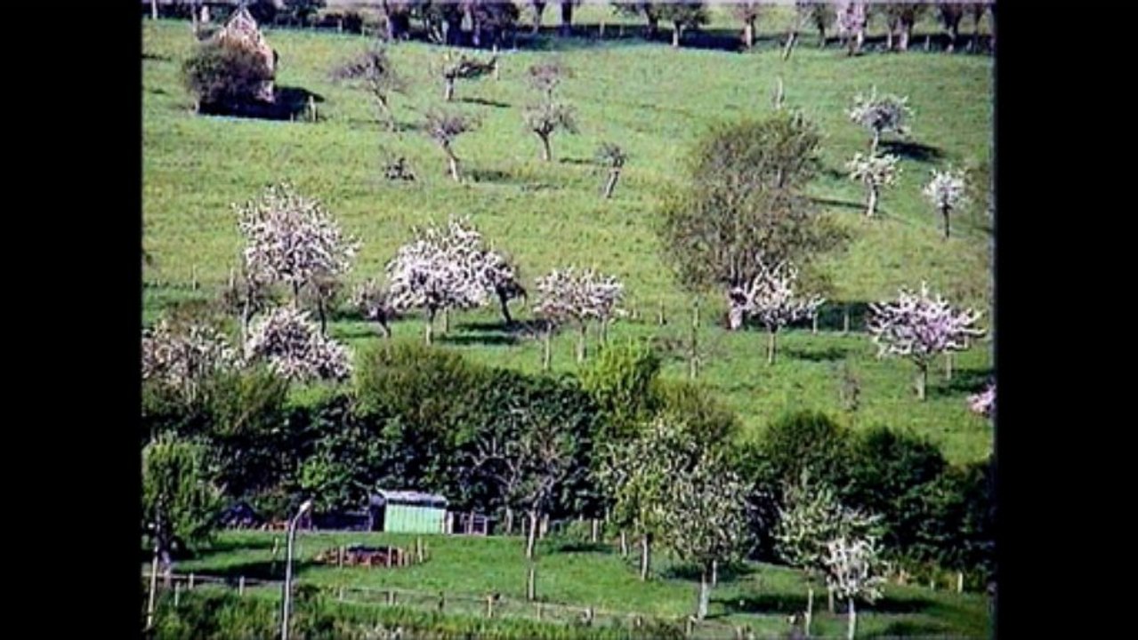 .pommiers fleuris dans le bocage