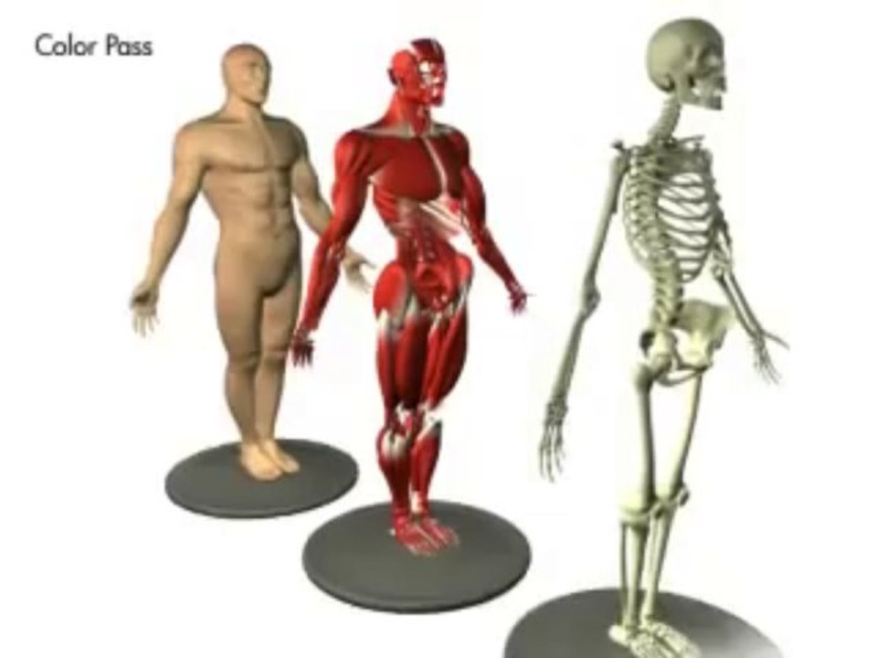 3D Human Anatomy
