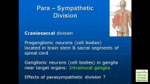 Autonomic Nervous System - Human Anatomy & Physiology Review (Examville.com)