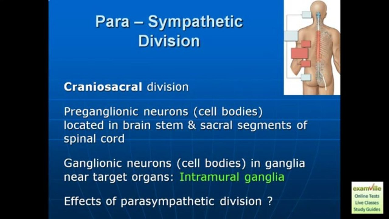 Autonomic Nervous System - Human Anatomy & Physiology Review (Examville.com)