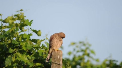 Mimiques de faucon crécerelle