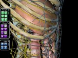 Atlas of Human Anatomy   1-yr Access to Netter's 3D Interactive Anatomy
