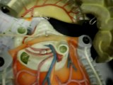 Rio Hondo College Human Anatomy Lab Digestive System