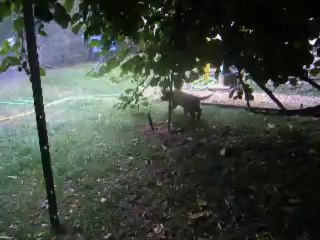 INU (inou) chiot Léonberg  né le 11 Mai 2013