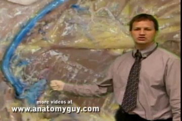 Anterior Shoulder Dissection Review Human Anatomy