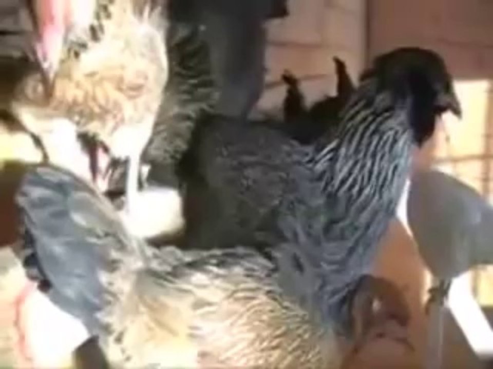 Building a Chicken Coop - chicken coop tutorial