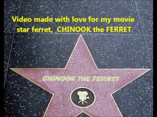 Interview With Chinook the Ferret