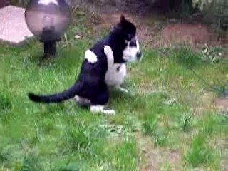 Choupy contre-attaque