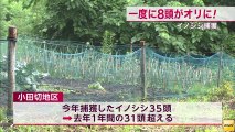 20130724 野生動物による農作物の被害が増える長野市でイノシシ8頭捕獲