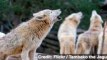 Wolves' Howls Can Be ID'd by Computer