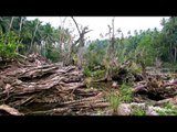 Antique tree and swamplands: Andaman & Nicobar islands