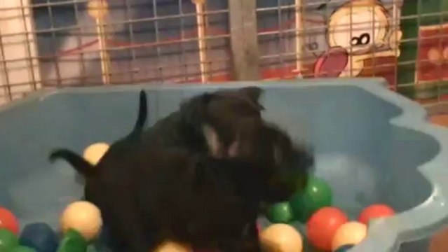 35. Chiot staffordshire bull terrier vidéo 35 de la 12ème portée de STAFFORDLAND