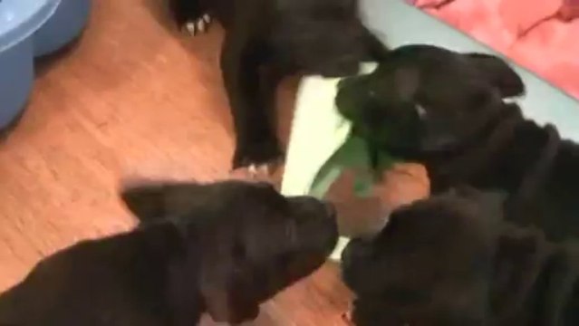 37. Chiot staffordshire bull terrier vidéo 37 de la 12ème portée de STAFFORDLAND