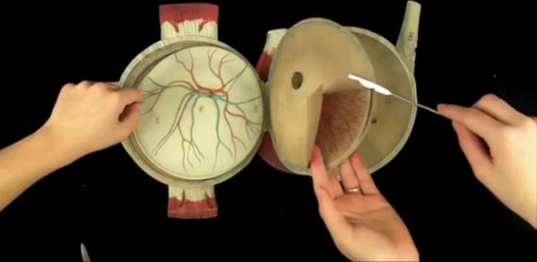 Witkowski - Human anatomy and physiology. Eye.