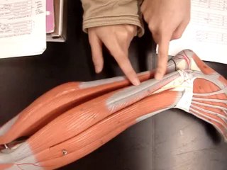 Human anatomy 361 muscle 2