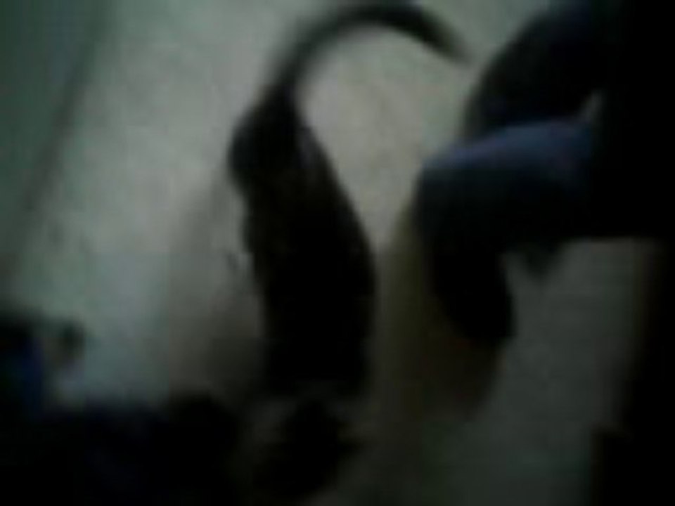 Misty le chat a nous pas a vous 3