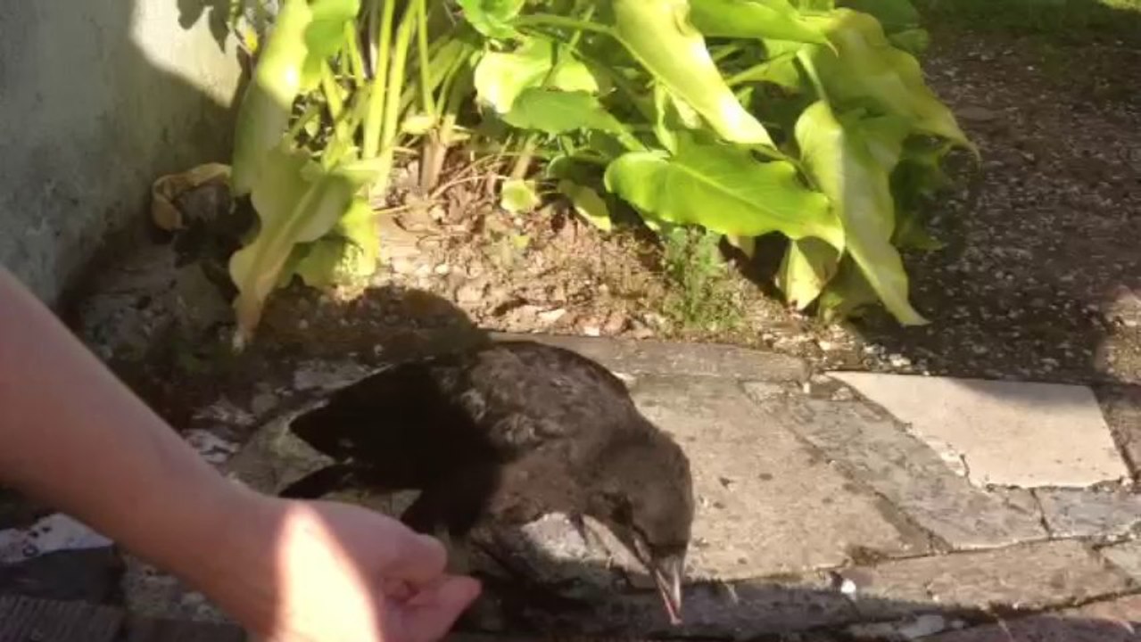 Los animales quieren cariño