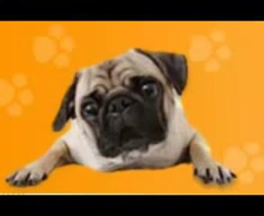 Bake-a-dog-a-bone Review + Bonus