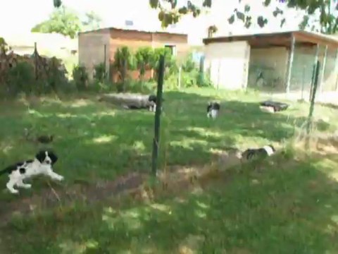 Chiots Belette springer spaniel juillet 2013