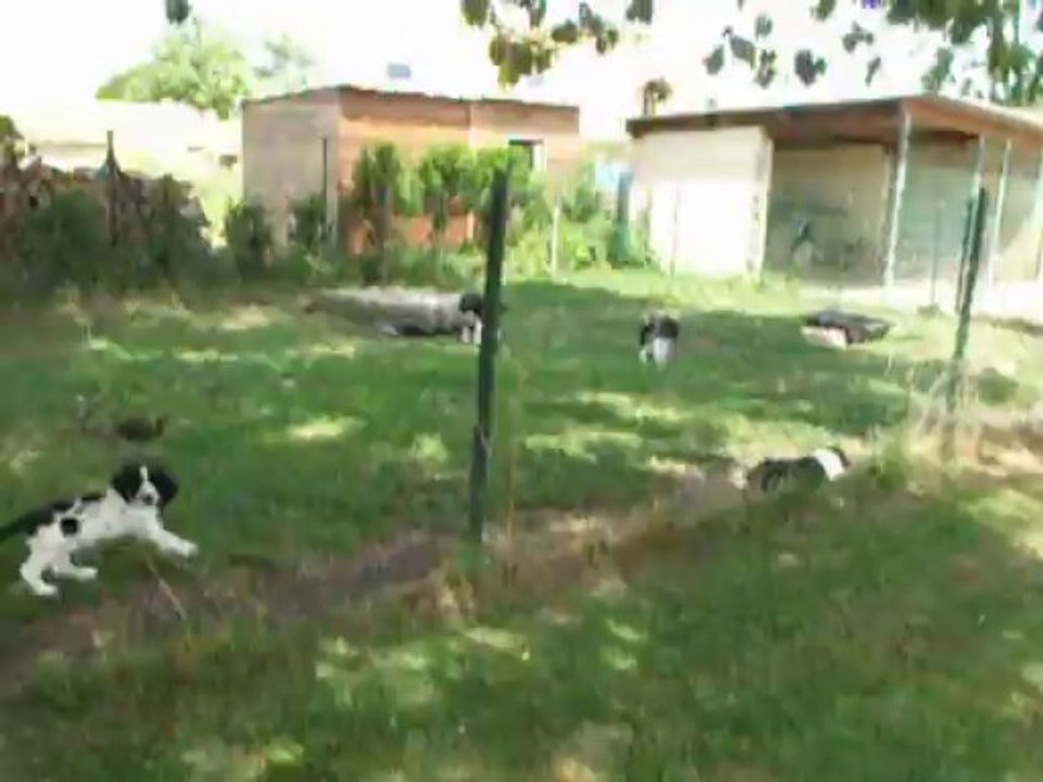 Chiots Belette "springer spaniel" juillet 2013