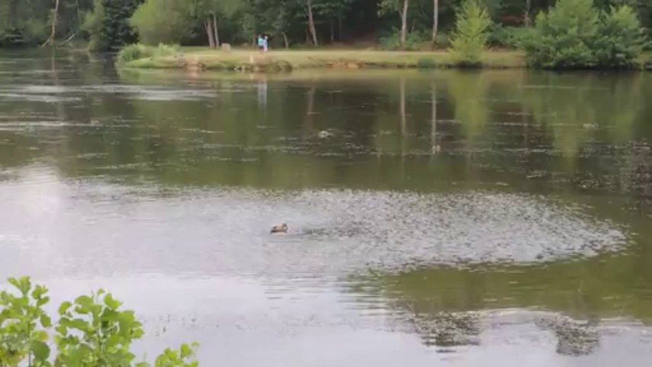 Les canards