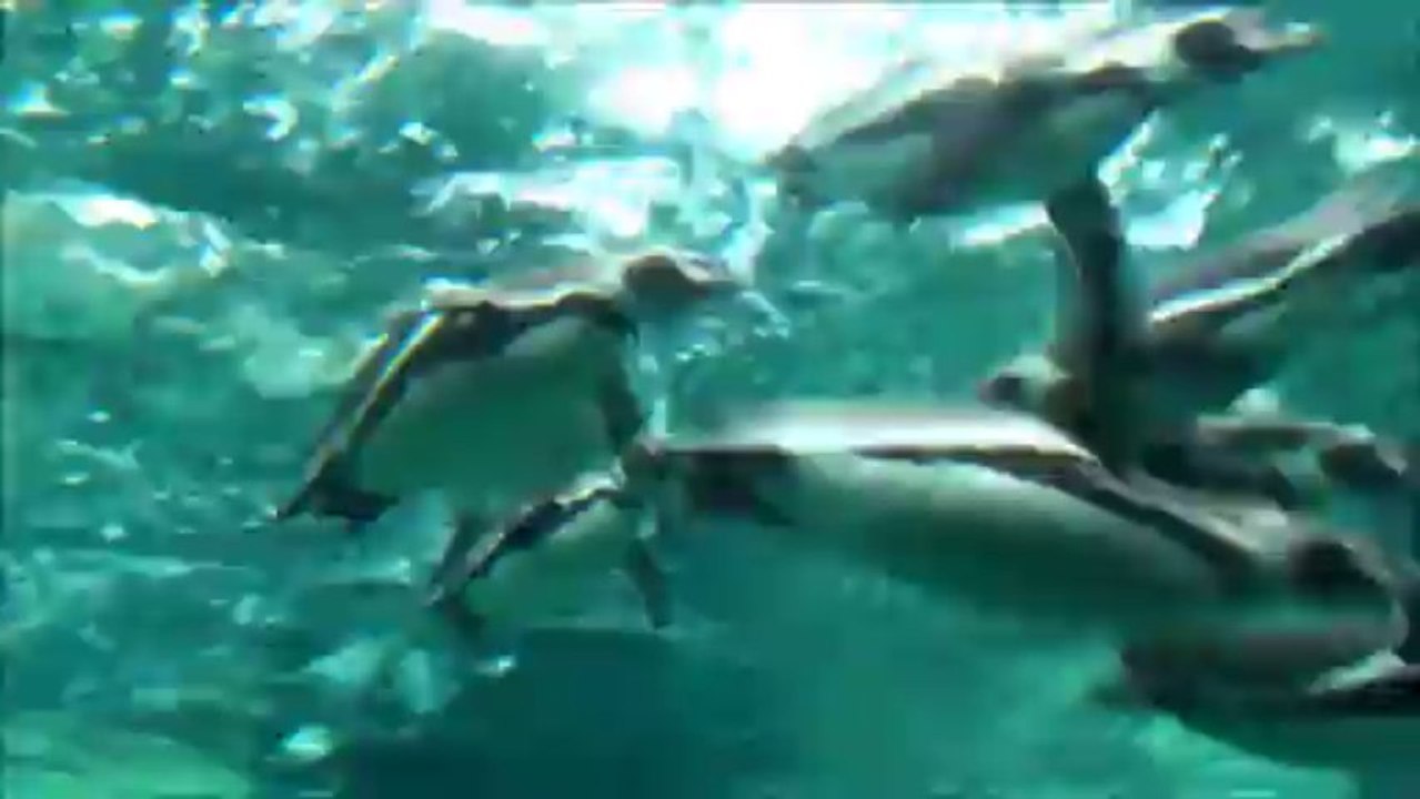 Zoo Amneville - Sous les eaux