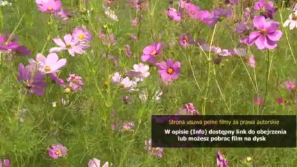 Film Ślepy traf (Runner, Runner) Z napisami