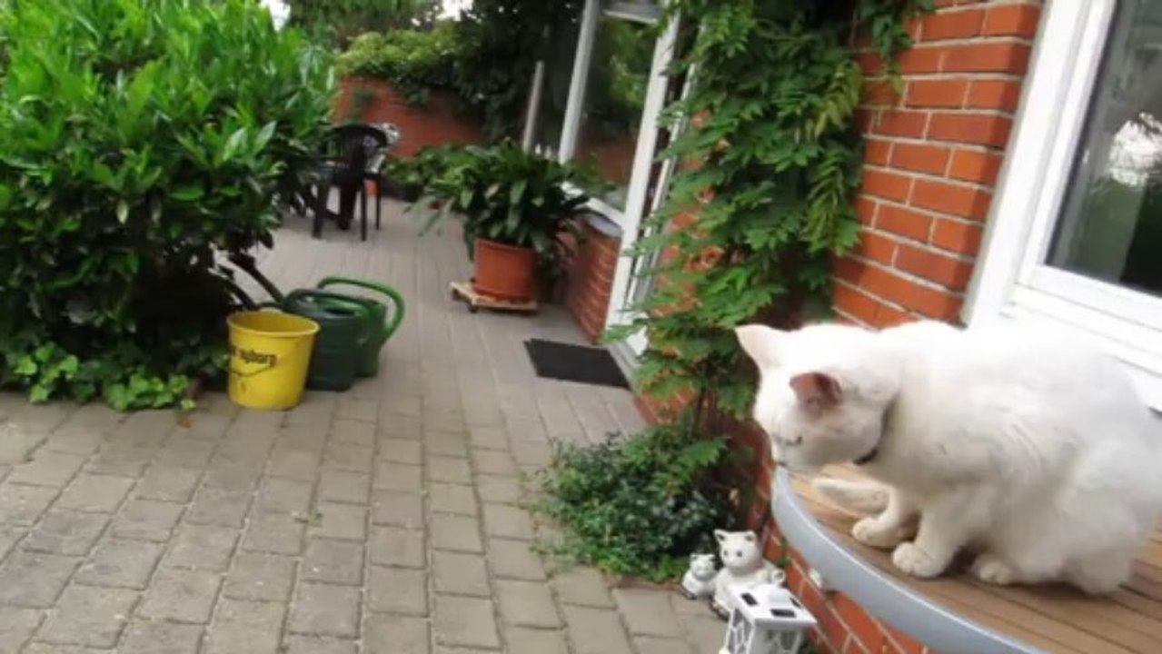 Daisy - 28. juli 2013