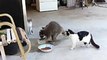 Sneaky Raccoon Steals Food From Cats