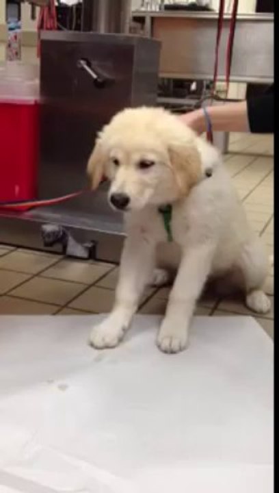 Dog Pukes Shark