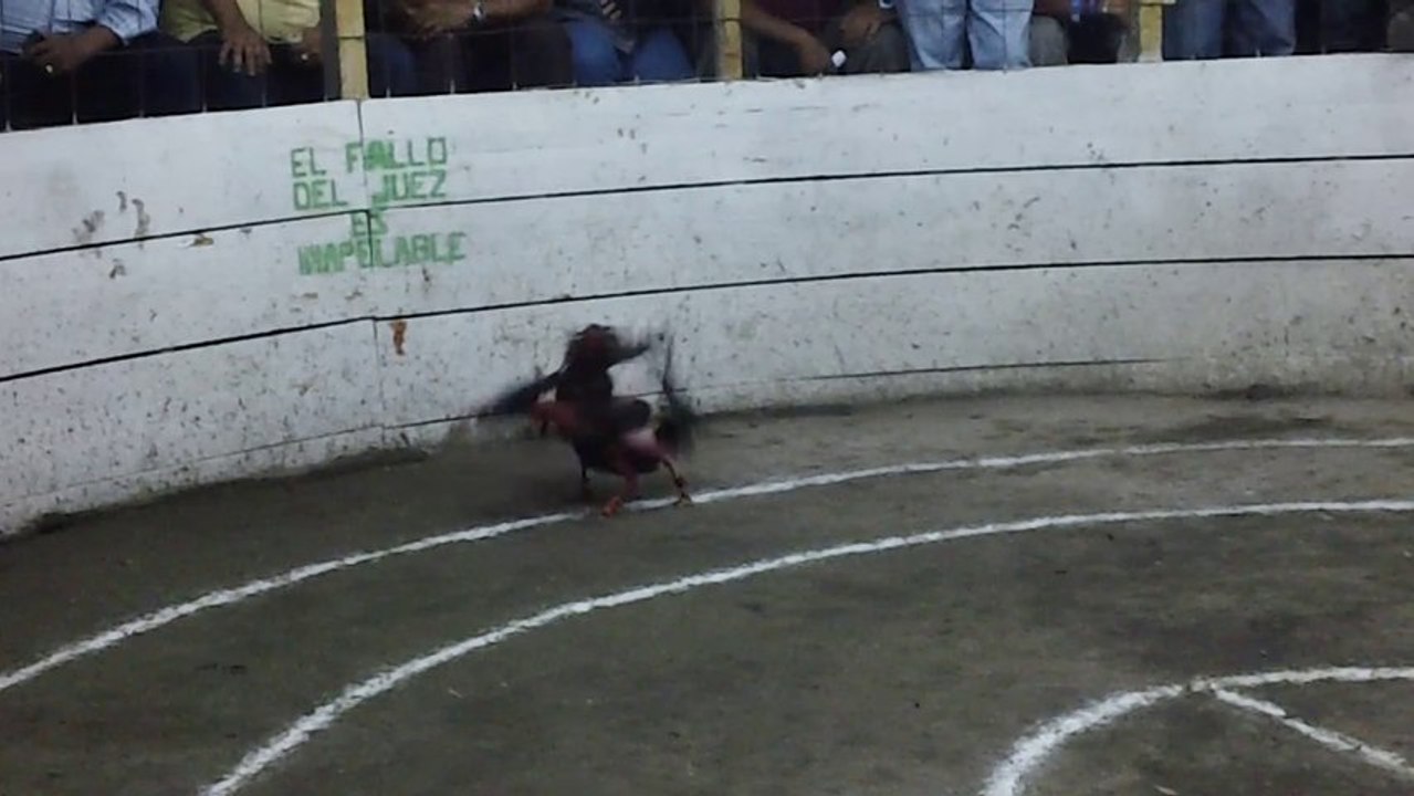 jovany video de gallo