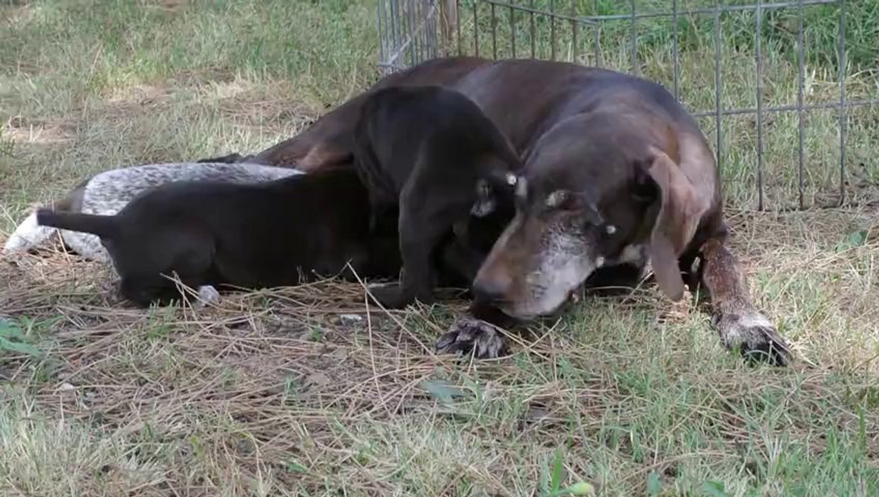 Chiots Braques Allemands avec leur mère Best de Champréval