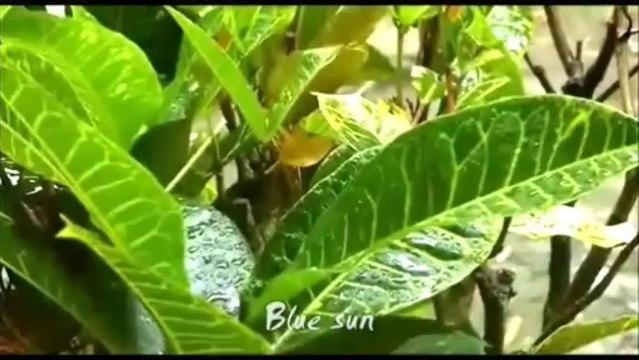 Secret Garden Silence speaks