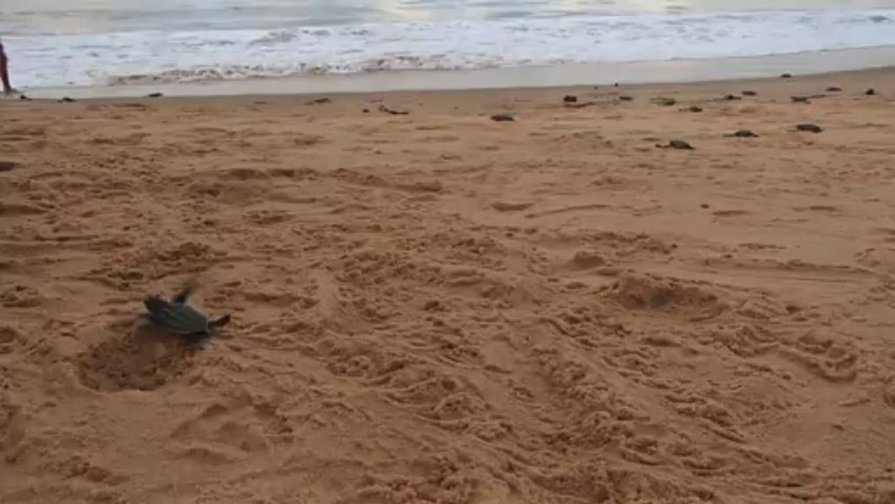 Emmergences bébés tortues Luths, vont toutes à la mer