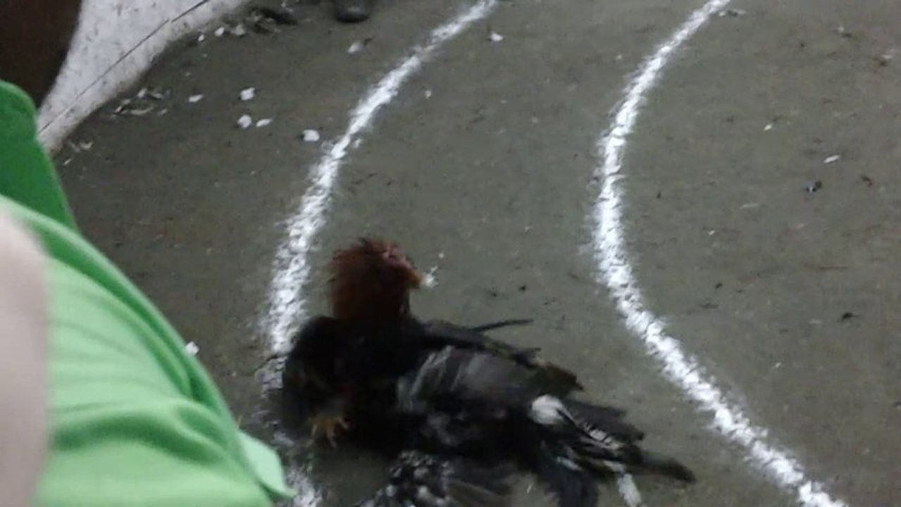 jovany video de gallo