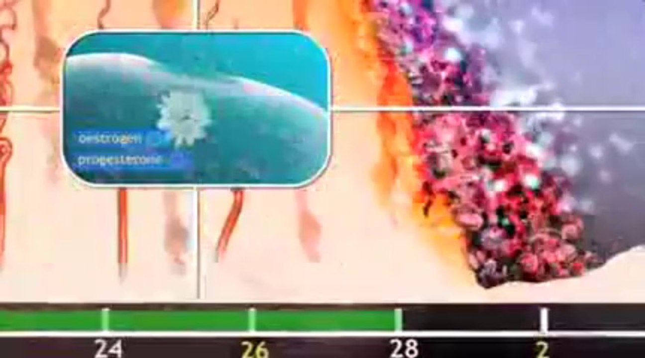 Ovulation & the menstrual cycle - Narrated 3D animation